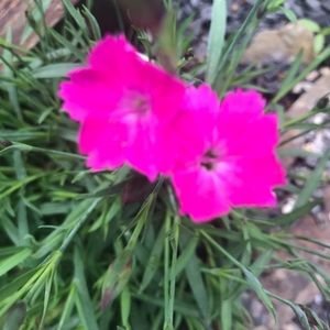 Meet your Posher, Chrissy